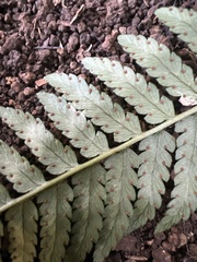 Dryopteris sandwicensis