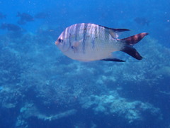 Abudefduf whitleyi