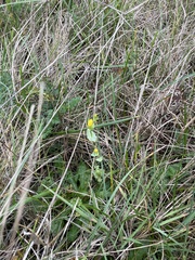 Blackstonia perfoliata