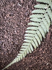 Dryopteris sandwicensis