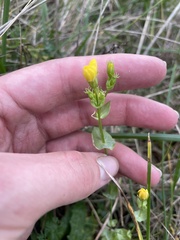 Blackstonia perfoliata