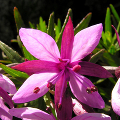 Chamaenerion fleischeri