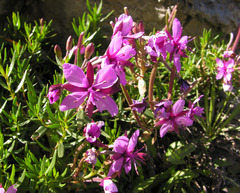 Chamaenerion fleischeri