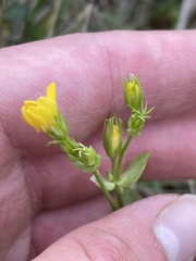 Blackstonia perfoliata