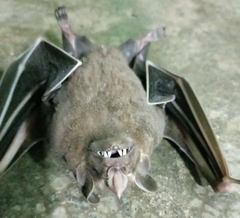 Artibeus jamaicensis