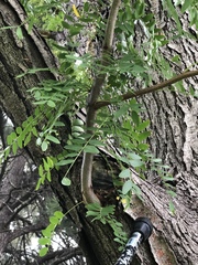 Gleditsia triacanthos