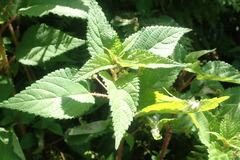 Laportea peduncularis