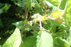 Laportea peduncularis