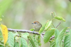 Dysithamnus mentalis