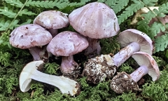 Cortinarius dibaphus