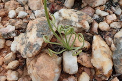 Albuca spiralis