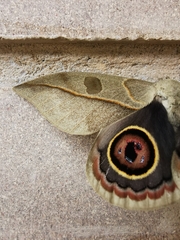 Leucanella