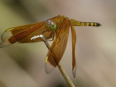 Neurothemis