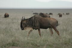 Connochaetes taurinus mearnsi