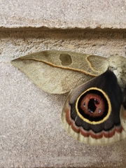 Leucanella