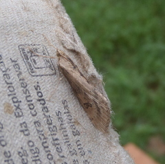 Evergestis isatidalis