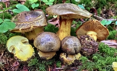 Cortinarius atrovirens