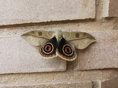 Leucanella