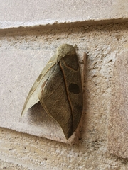 Leucanella