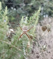Argiope trifasciata