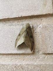 Leucanella