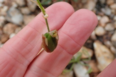 Albuca spiralis