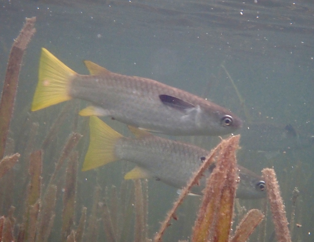 Squaretail Mullet