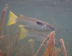 Ellochelon vaigiensis