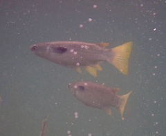 Ellochelon vaigiensis