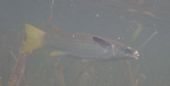 Ellochelon vaigiensis