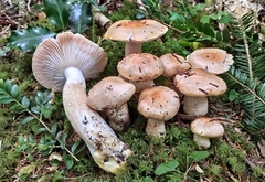 Pudorini