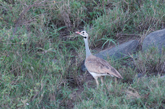 Eupodotis senegalensis