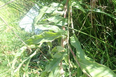 Persicaria madagascariensis