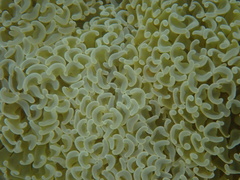 Fimbriaphyllia ancora