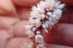 Persicaria madagascariensis