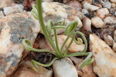 Albuca spiralis