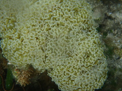 Fimbriaphyllia ancora