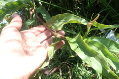 Persicaria madagascariensis