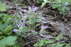 Plantaginaceae