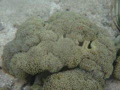 Fimbriaphyllia ancora
