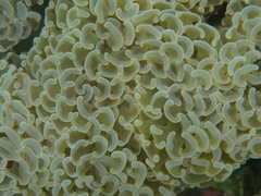 Fimbriaphyllia ancora