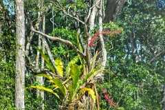 Aechmea bracteata