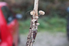 Marasmius