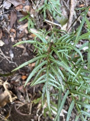Pteris hillebrandii