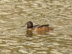 Heteronetta atricapilla