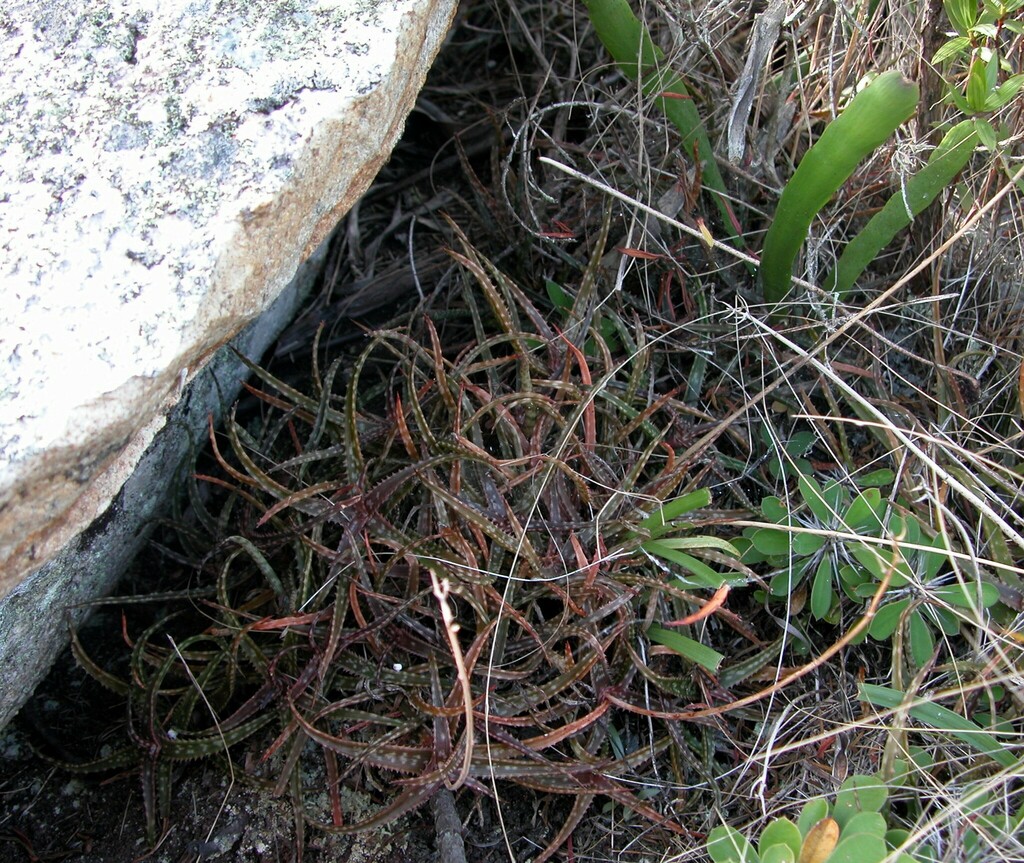 Aloe bakeri  iNaturalist