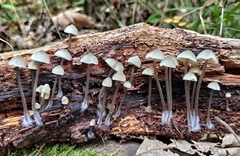 Mycena arcangeliana
