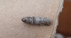 Acrobasis romanella