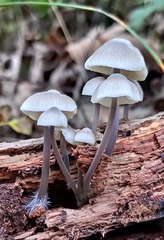 Mycena arcangeliana