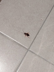 Periplaneta americana